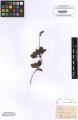 Orthilia secunda - Beleg &copy; FR