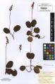 Pyrola minor - Beleg &copy; FR