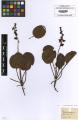 Pyrola rotundifolia - Beleg &copy; FR