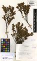 Vaccinium myrtillus - Beleg &copy; FR
