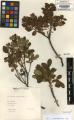 Vaccinium uliginosum - Beleg &copy; FR