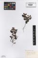 Vaccinium vitis-idaea - Beleg &copy; FR