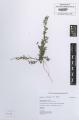Chamaesyce maculata - Beleg &copy; FR
