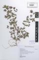 Chamaesyce nutans - Beleg &copy; FR