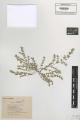 Chamaesyce prostrata - Beleg &copy; FR