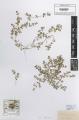 Chamaesyce serpens - Beleg &copy; FR