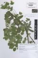 Euphorbia amygdaloides - Beleg &copy; FR