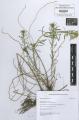 Euphorbia cyparissias - Beleg &copy; FR