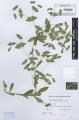 Euphorbia dulcis subsp. incompta - Beleg &copy; FR