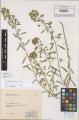 Euphorbia esula - Beleg &copy; FR