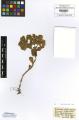 Euphorbia helioscopia - Beleg &copy; FR
