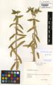 Euphorbia lathyris - Beleg &copy; FR