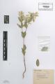Euphorbia marginata - Beleg &copy; FR