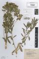 Euphorbia palustris - Beleg &copy; FR
