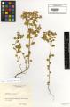 Euphorbia peplus - Beleg &copy; FR