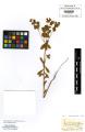 Euphorbia platyphyllos - Beleg &copy; FR
