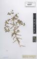 Euphorbia segetalis - Beleg &copy; FR