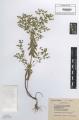 Euphorbia stricta - Beleg &copy; FR