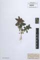 Mercurialis annua - Beleg &copy; FR