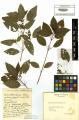 Mercurialis perennis - Beleg &copy; FR