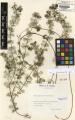 Myriophyllum spicatum - Beleg &copy; FR