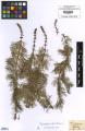 Myriophyllum verticillatum - Beleg &copy; FR