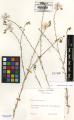 Linum austriacum - Beleg &copy; FR
