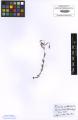 Linum catharticum - Beleg &copy; FR