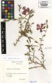 Linum grandiflorum - Beleg &copy; FR