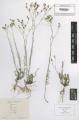Linum tenuifolium - Beleg &copy; FR