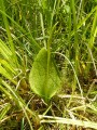 Ophioglossum vulgatum - Habitus &copy; Sylvain Hodvina, 24.6.2019, Molinion im M�nchbruch