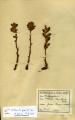 Orobanche gracilis - Beleg &copy; GI